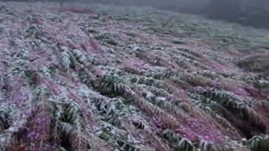 Przymarznięta wierzbówka kiprzyca.