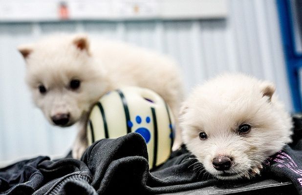 Naukowcy wyhodowali szczenięta wilka strasznego