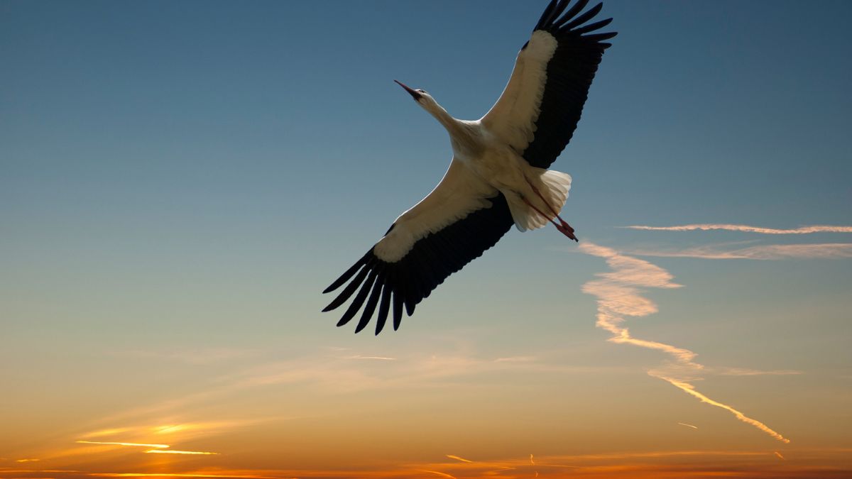 Bociany doleciały już do Afryki