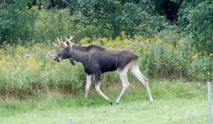 Lublin. Toyota zderzyła się z łosiem