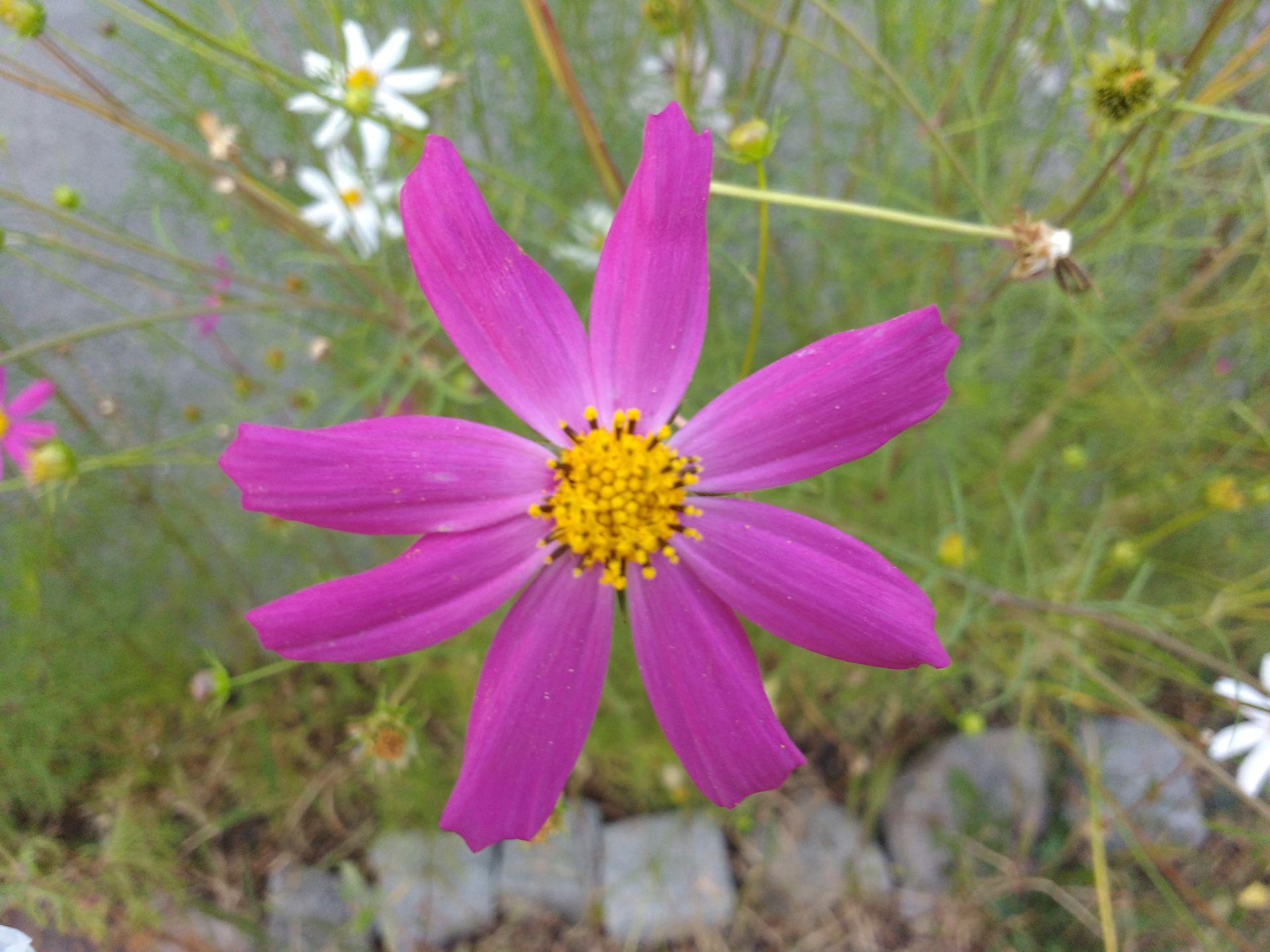 Test trzeciej generacji Motoroli Moto G. Czysty Android to nie wszystko 16