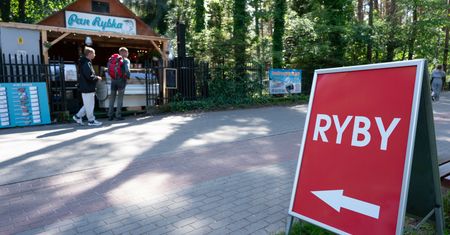 Ceny z kosmosu. "Nad Bałtykiem ryby kosztują tyle, co we Francji"