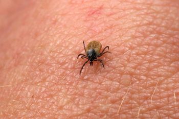 Ten zapach przyciąga kleszcze jak magnes. Wystarczy chwila