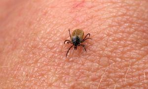 Ten zapach przyciąga kleszcze jak magnes. Wystarczy chwila