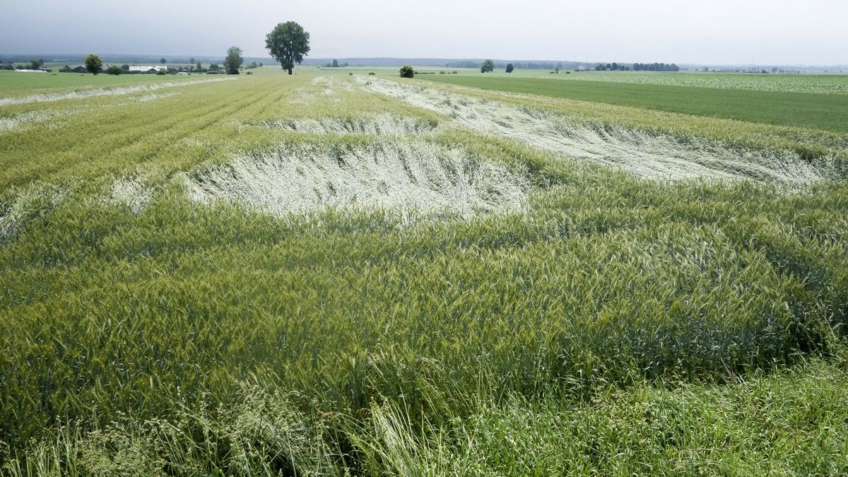 Nawałnice zniszczyły zboża. fot. Piotr Kamionka/REPORTER