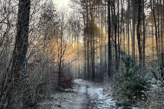 PiS zamieni las na spalarnię śmieci? Leśnicy załamują ręce