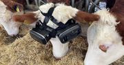 Farmer założył krowom gogle VR. Teraz są wyluzowane i dają więcej mleka