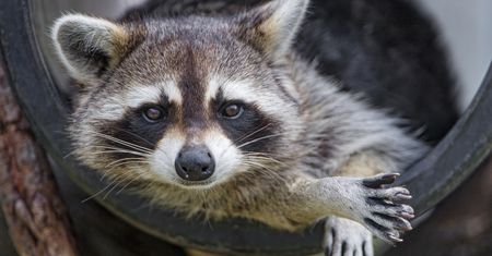 Robią furorę w USA. Zastąpią Amerykanom psy i koty?