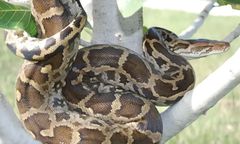 Pytony trafią na nasz stół? Badacze rekomendują hodowanie węży na potrzeby spożywcze