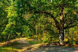 Puszcza Kampinoska. Natura blisko miasta