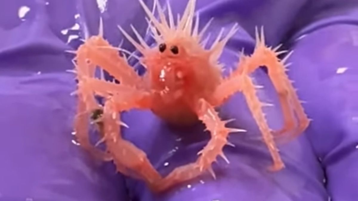 Młody osobnik kraba królewskiego (Neolithodes agassizii)