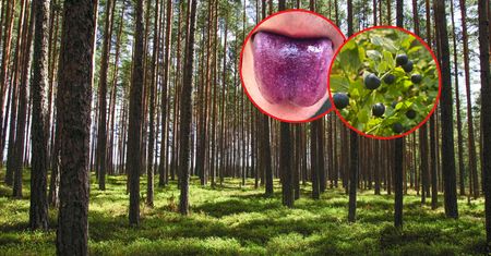Ważny apel leśników do ludzi. "Opanujcie się"