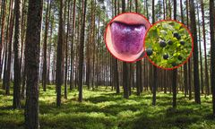 Ważny apel leśników do ludzi. "Opanujcie się"