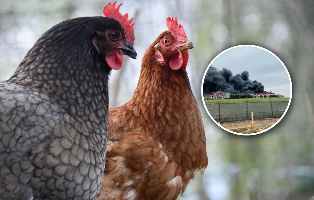 Potężny pożar. Ogromny kurnik cały w ogniu. Kury miały szczęście