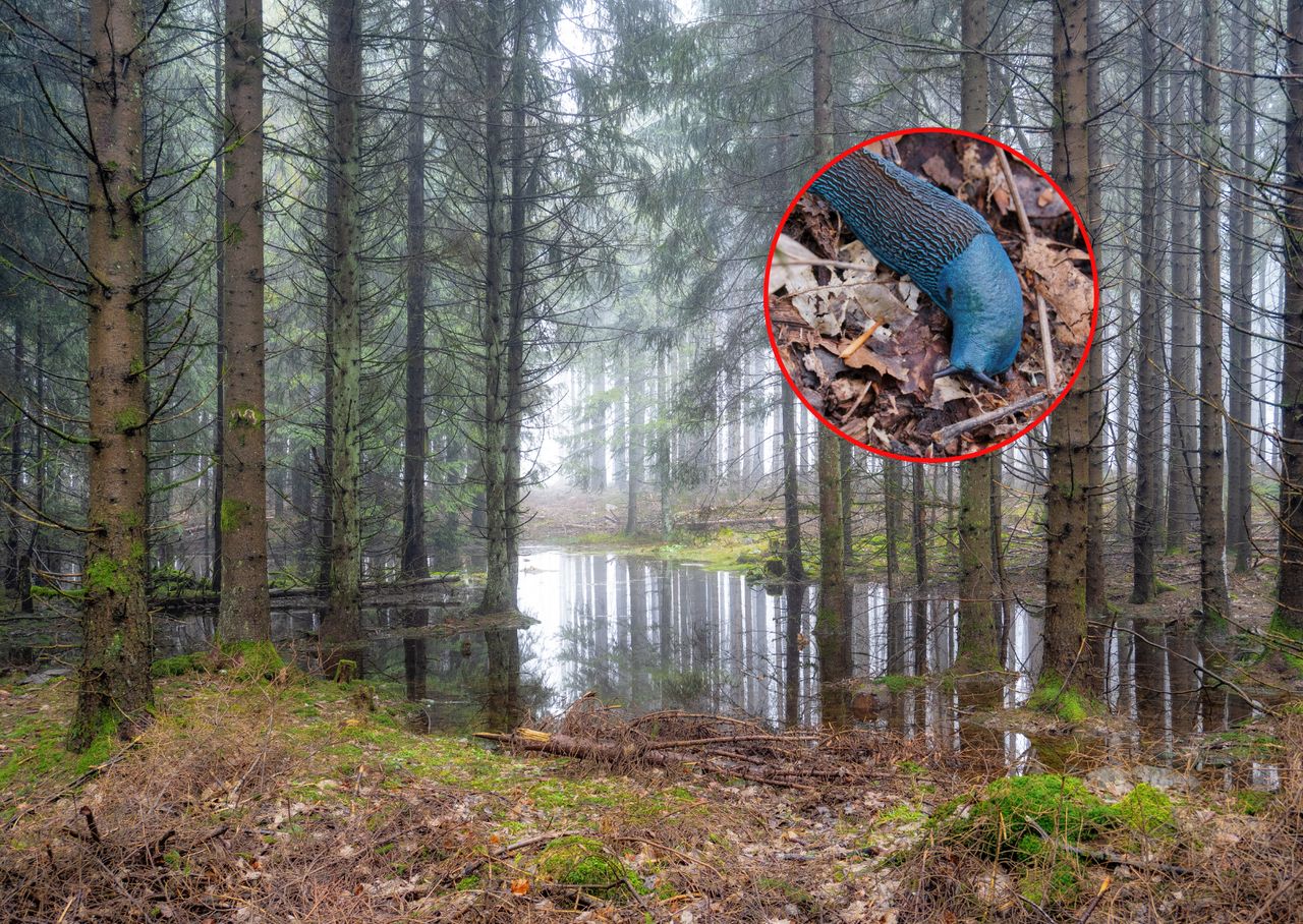 Pokazali zdjęcia z polskiego lasu. Wygląda, jak z kosmosu