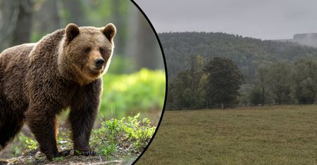 Niedźwiedź gonił w Bieszczadach. Uciekali przed nim przez 300 metrów