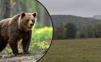Niedźwiedź gonił w Bieszczadach. Uciekali przed nim przez 300 metrów