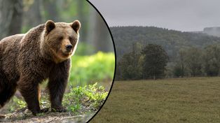 Niedźwiedź gonił w Bieszczadach. Uciekali przed nim przez 300 metrów