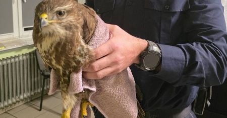 Myszołów spadł z dachu w mrozie. Policyjna interwencja uratowała mu życie