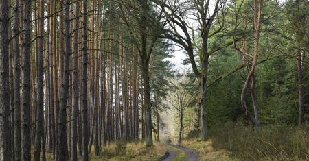 Zakaz wstępu do lasów koło Opola. Leśnicy mają bardzo pilny apel