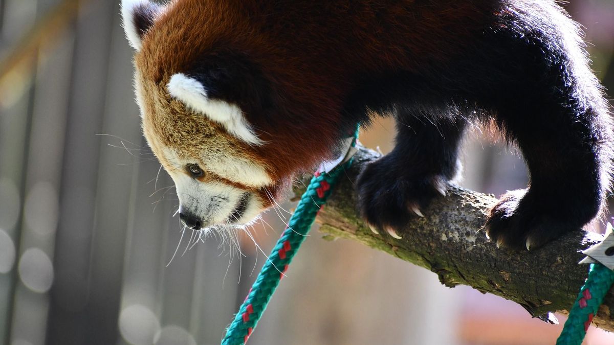Niezwykłe wydarzenie w poznańskim ZOO. Pierwsze takie do 20 lat