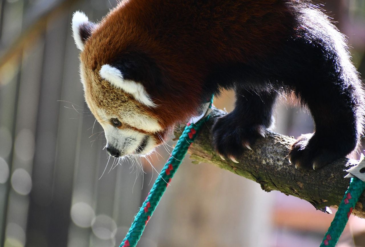 Pandka ruda w poznańskim zoo