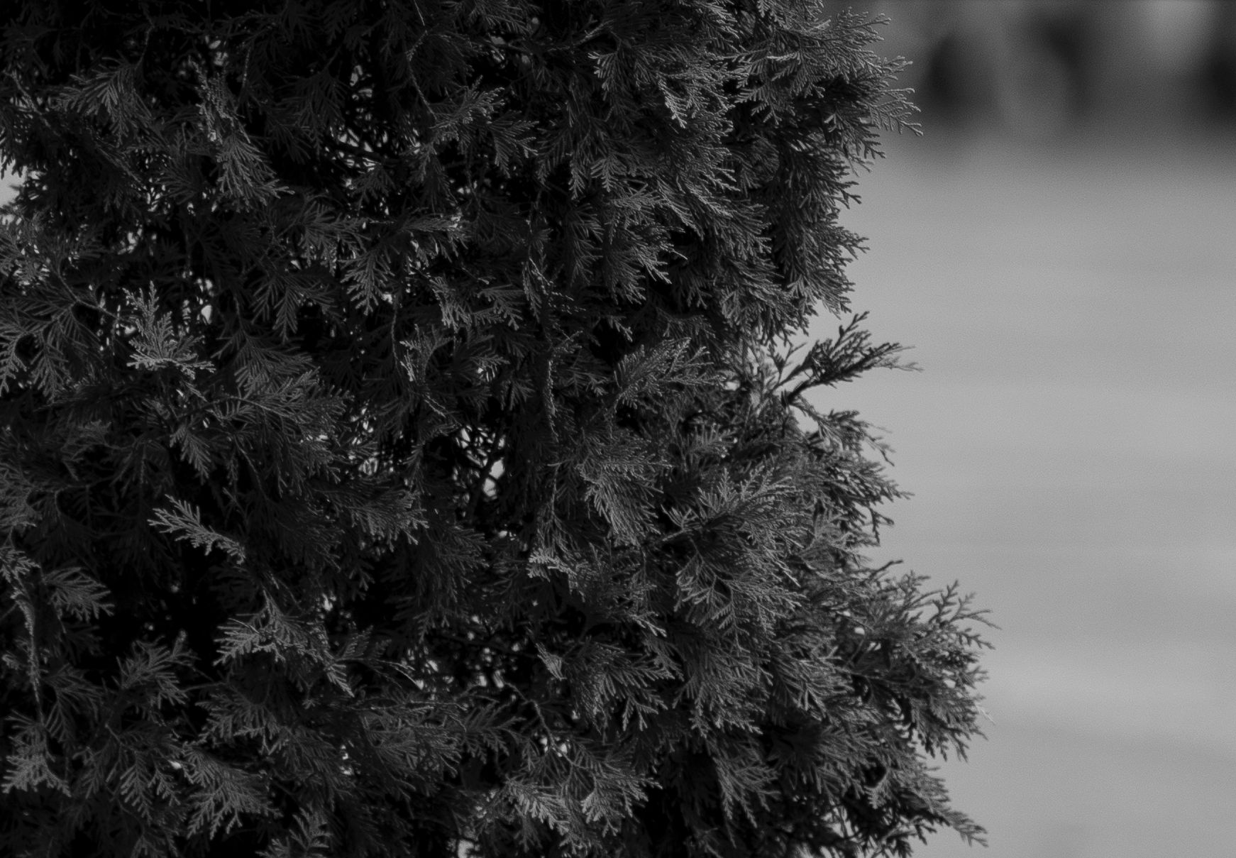 Więcej światła z Chin. Mitakon Speedmaster 85 mm f/1.2 27