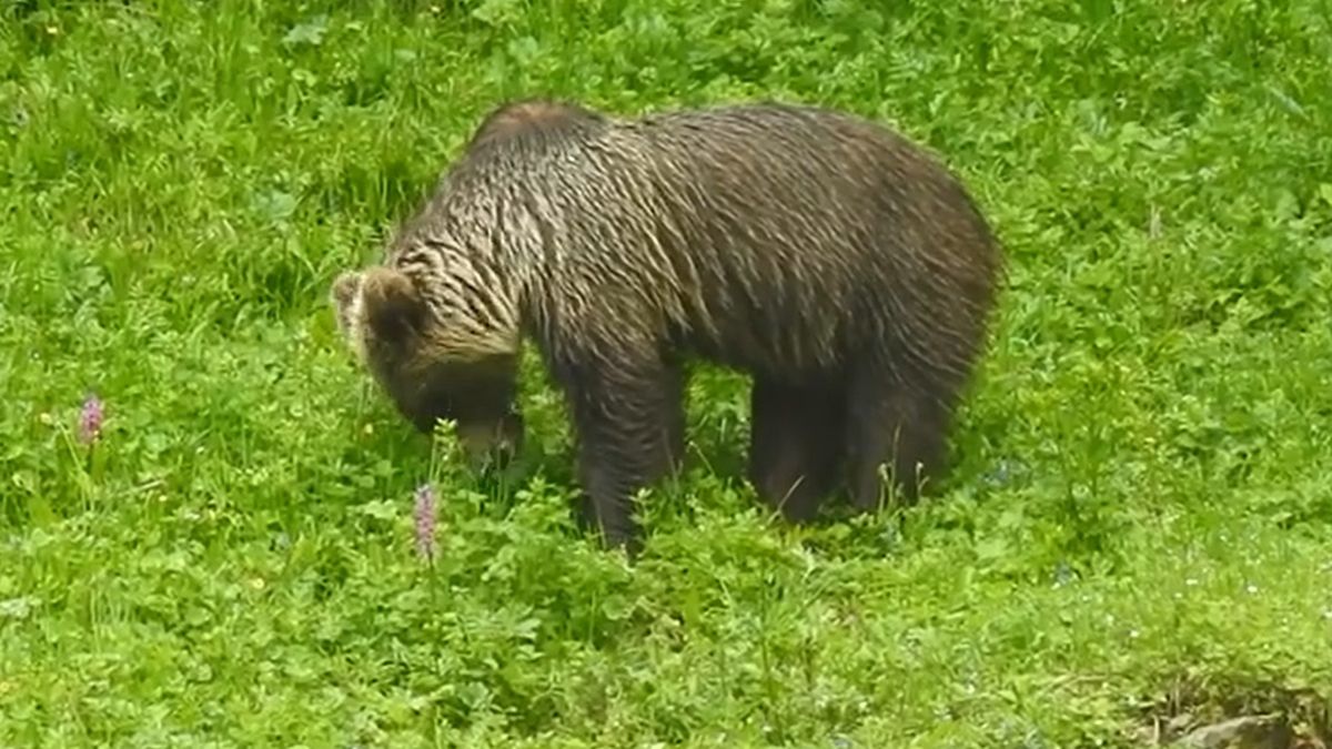  Niedźwiedź zajadał się trawą 