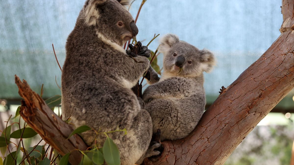 Koala Named After Olympic Gold Medallists Jess And Noemie Fox
SYDNEY, AUSTRALIA - SEPTEMBER 03:  Koala joey 'Fox'            (  named in honour of Jess and Noemie Fox) and his mother Scarlet are seen  at WILD LIFE Sydney Zoo  on September 03, 2024 in Sydney, Australia. (Photo by Don Arnold/WireImage)
Don Arnold