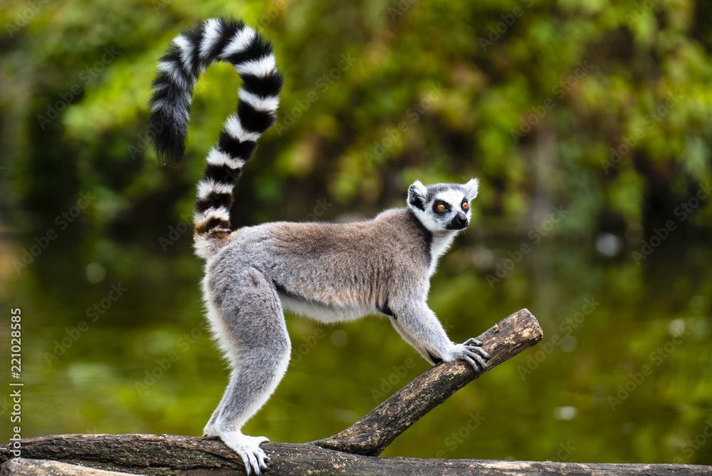 Lemur