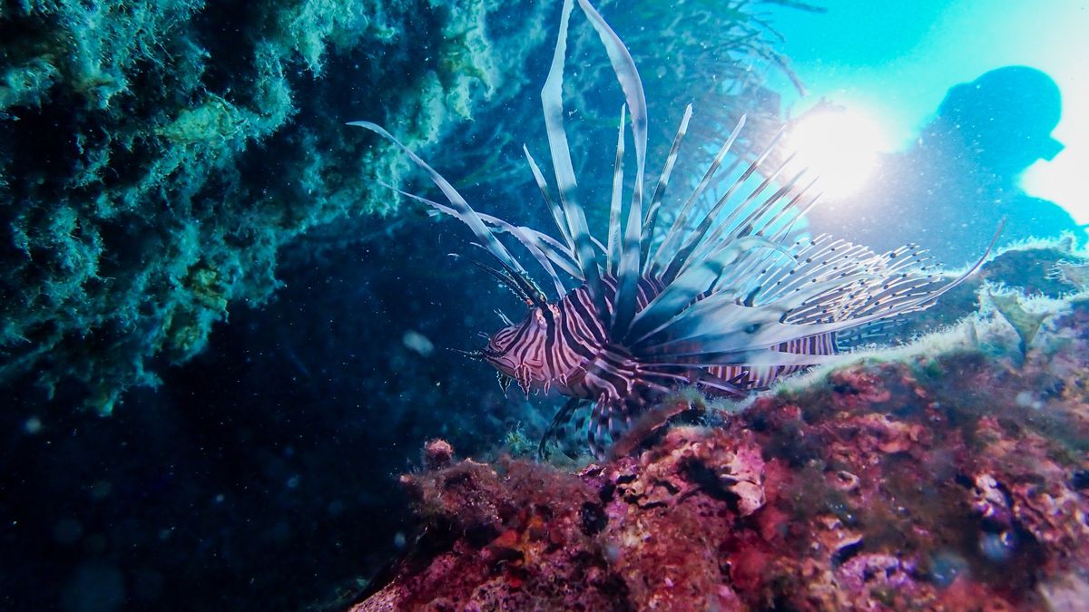 Nurek ukąszony przez skrzydlicę