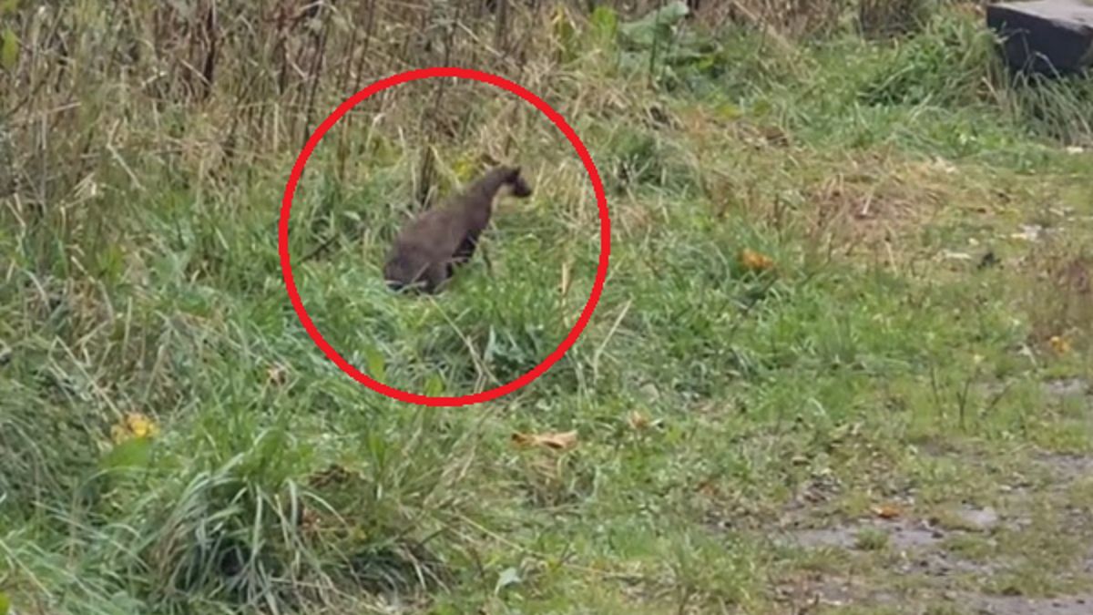 Autorka nagrania apelowała o niedokarmianie kuny