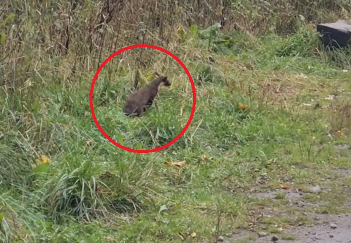 Sceny przy Wodogrzmotach Mickiewicza. "Bo co?"