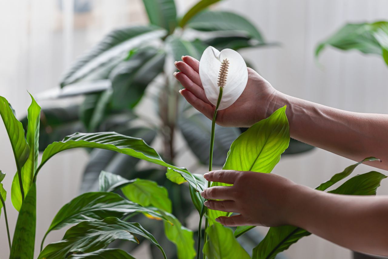 How to take care of a spathiphyllum?