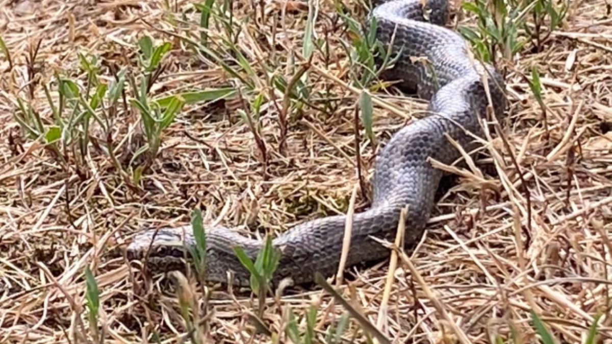 Spotkanie ze żmiją zygzakowatą