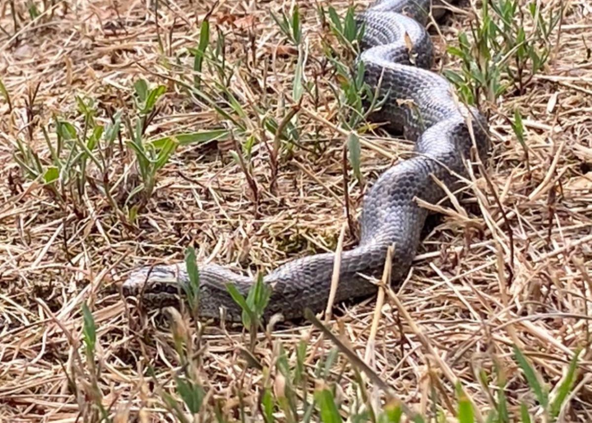 Natknął się na niego pod leśniczówką. Od razu złapał za aparat
