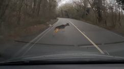 Jeleń w ostatniej chwili wtargnął na drogę. Zaskakujące nagranie kierowcy z Anglii