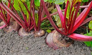 Kiedy siać buraki? Odpowiedni termin ma wpływ na plon