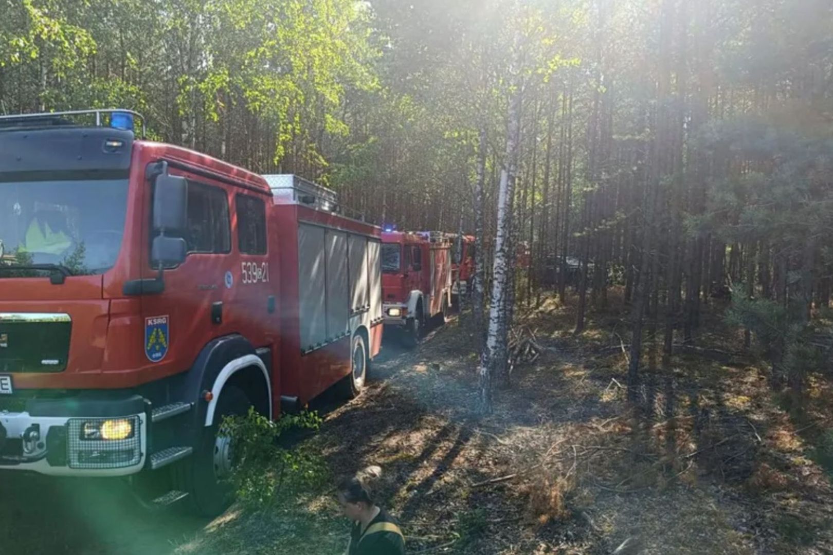 Poszedł na grzyby, dokonał makabrycznego odkrycia w lesie w Kędzierzynie-Koźlu