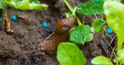 Rozsypałeś niebieskie granulki na ślimaki? Weterynarz ostrzega
