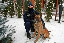 Miał nosa. Psi detektyw odnalazł poszukiwanego nastolatka