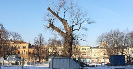 Wycinka baobabu na placu Litewskim przesunięta