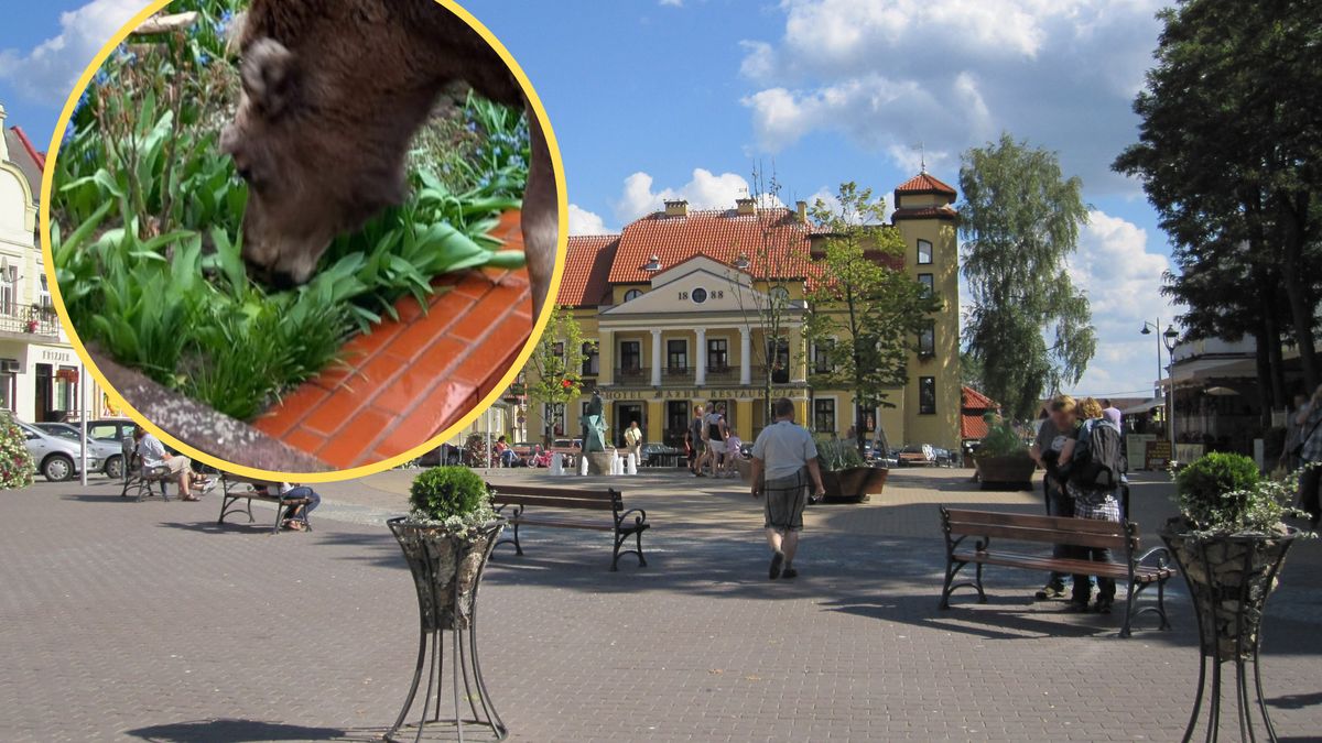 Łoś przysparza władzom Mikołajek sporo problemów