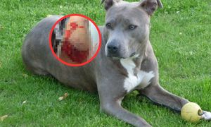 Pani Sylwia pokazała ranną nogę. Amstaff zaatakował kobietę