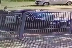 Przywiązali psa do bramy schroniska. Gdy sprawa zrobiła się głośna, poprosili o jego zwrot