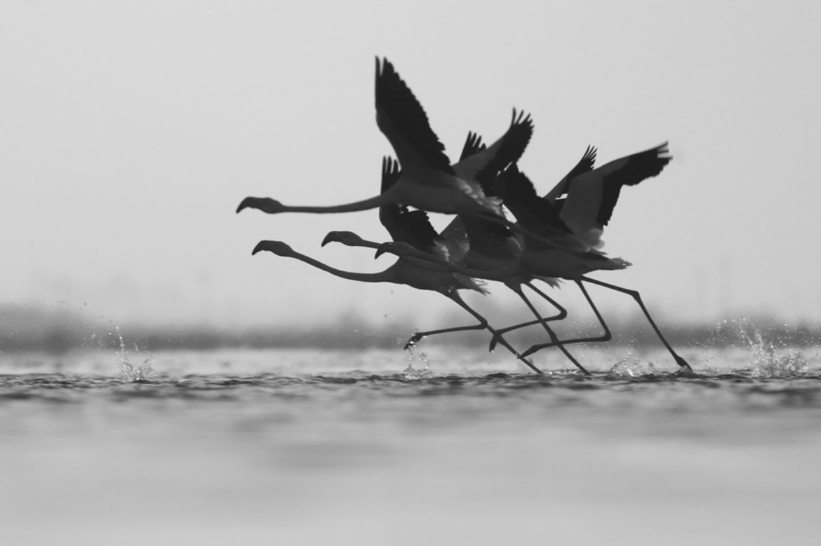 Polacy nagrodzeni w konkursie MonoVisions Photography Awards 2018 45