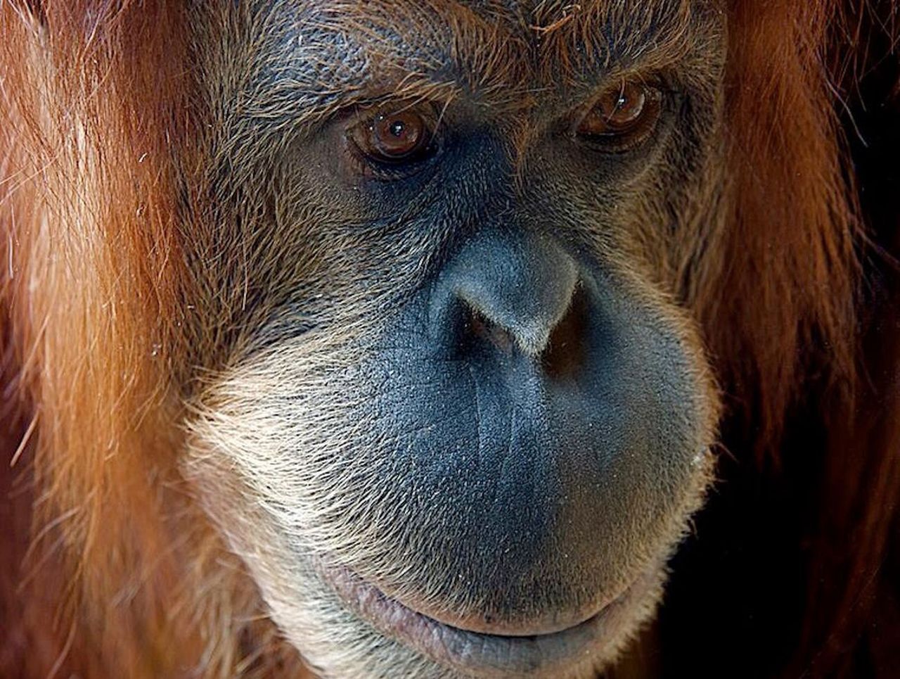 Orangutan wyleczył ranę samodzielnie przygotowaną kuracją ziołową