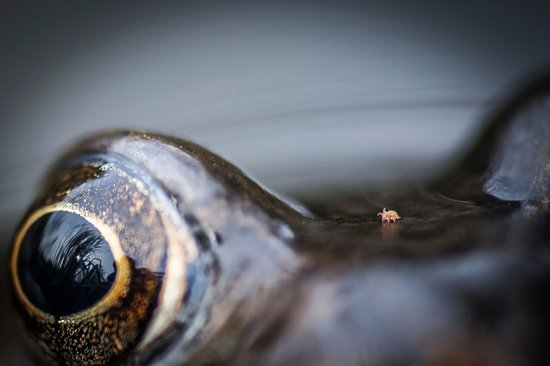 The British Wildlife Photography Awards 2015, czyli fotografia przyrody w najlepszym wydaniu 8
