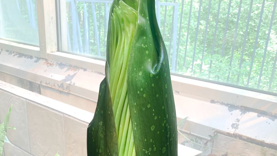 Warszawa. Rzadki gatunek rośliny egzotycznej właśnie szykuje się do kwitnienia. Tymczasem ktoś uszkodził delikatny okaz