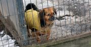 Nowy Tomyśl: Świąteczne prezenty? "Tylko nie żywe zwierzęta!" - alarmuje stowarzyszenie "Łapa"
